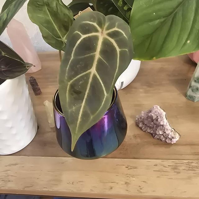Anthurium AOS DF X RVDP (tezula Ace of Spades X Red Vein Dark