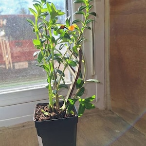 Stacy added a photo of their purchase