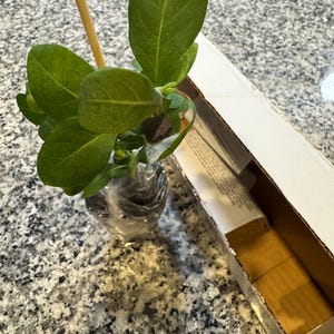 Saranya さんが購入した商品の写真を追加しました