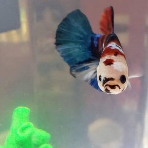 Paula added a photo of their purchase