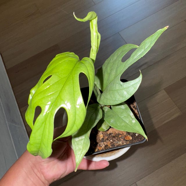 monstera nega Monstera Adansonii Neon