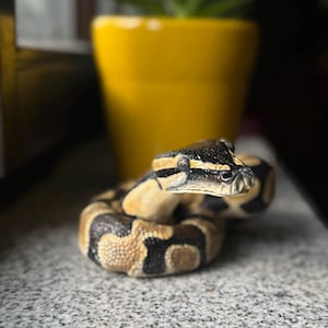 Alexandra added a photo of their purchase