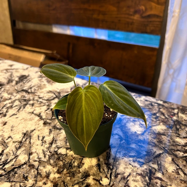 Philodendron Melanochrysum - Black Gold - Easy Care Plant - Multiple Sizes  - Live Houseplant - Etsy