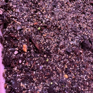 10 Seeds Echeveria Strictiflora V. Nova Seed Rare Succulent - Etsy