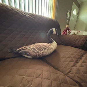 Teresa added a photo of their purchase