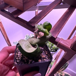 Hayley added a photo of their purchase