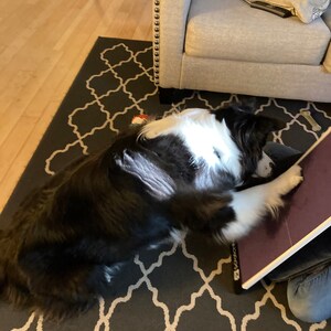dog scratch pad for nails dog scratch pad for nails