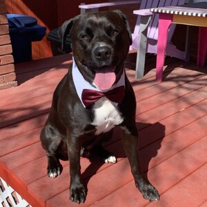 burgundy bow tie for dogs