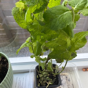 Suma added a photo of their purchase