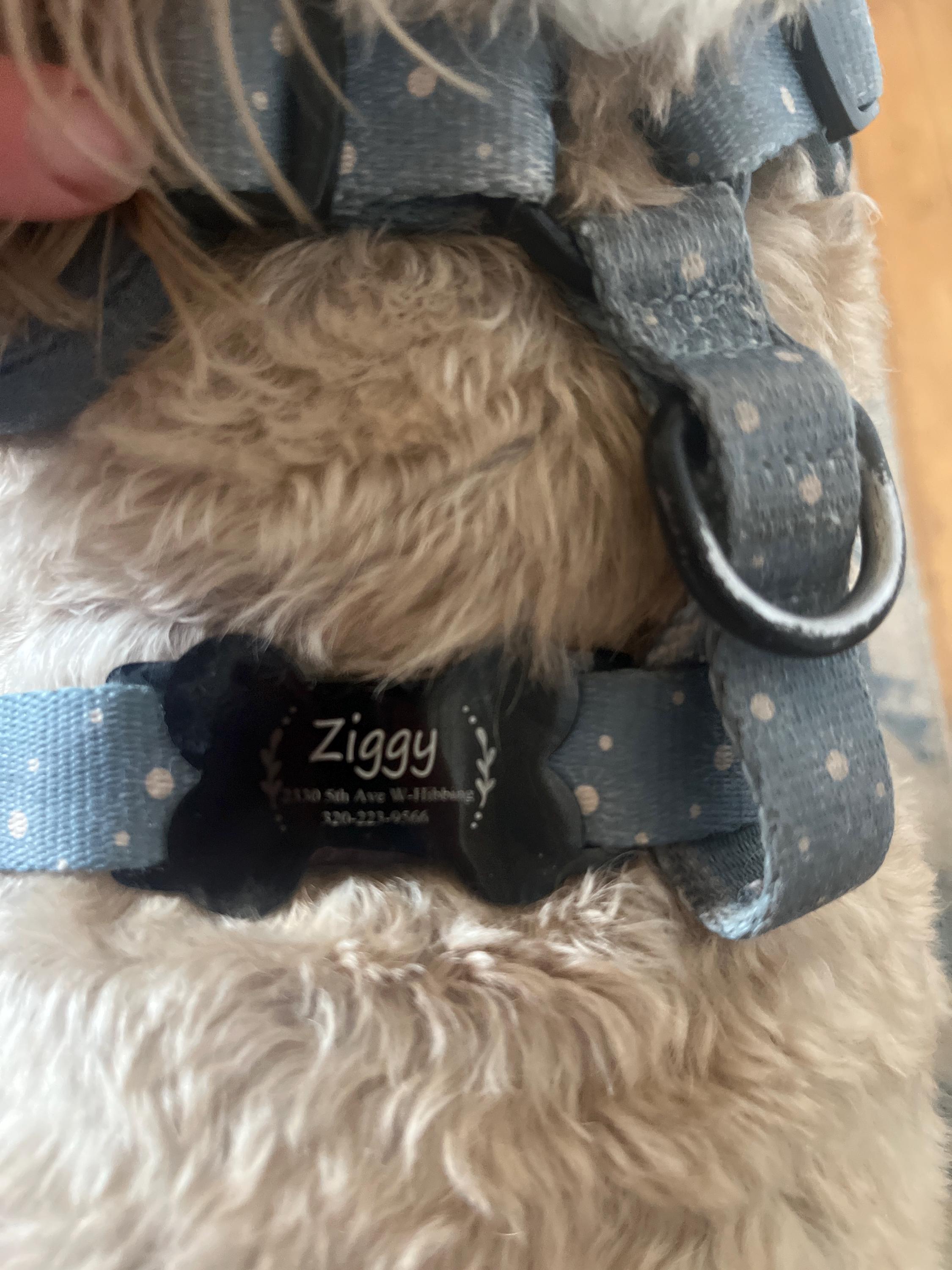 Silent dog tag personalized,Slide on dog tag,Dog Tags For Dogs,Custom Dog Name Tag,Engraved Pet ID Tag,Dog Tag Collar,Cat Tag,Puppy Tag
