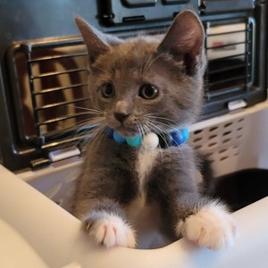 Inactive account added a photo of their purchase