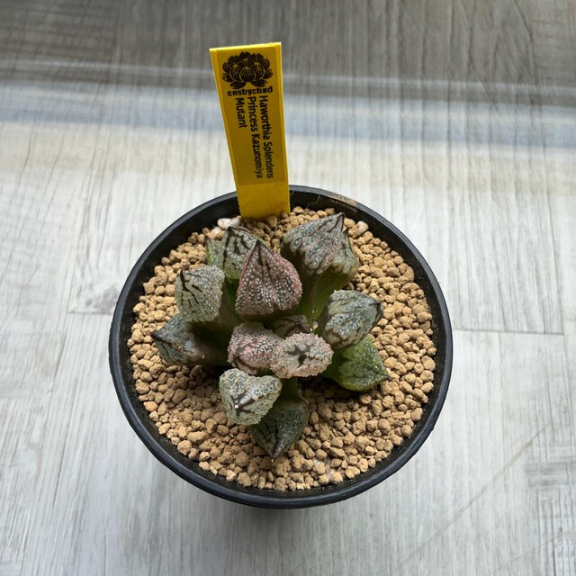 Haworthia Princess Kazunomiya Mutant -live Plant-rare Succulent - Etsy