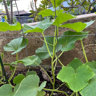 Bulk Cucumber Seeds - Lemon | Bulk Seed Store