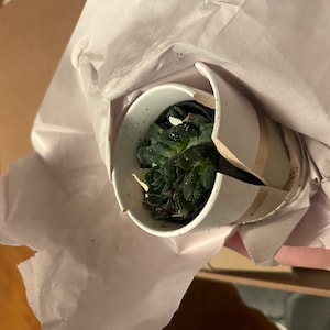 Deborah hat ein Foto des gekauften Artikels hinzugefügt