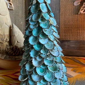 25 to 500 Limpet Shells Seashells Aqua Blue Teal Green Limpet Small ...