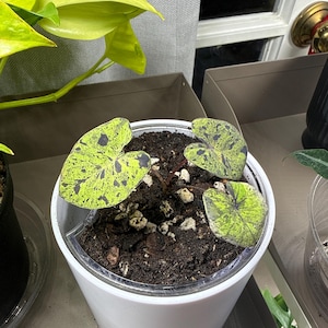 Comprador de Etsy ha añadido una foto de su compra