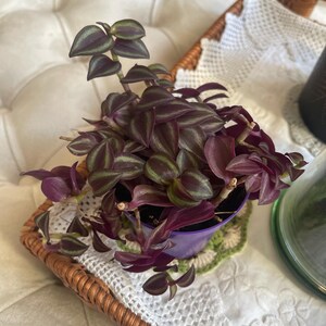 Amanda ha añadido una foto de su compra