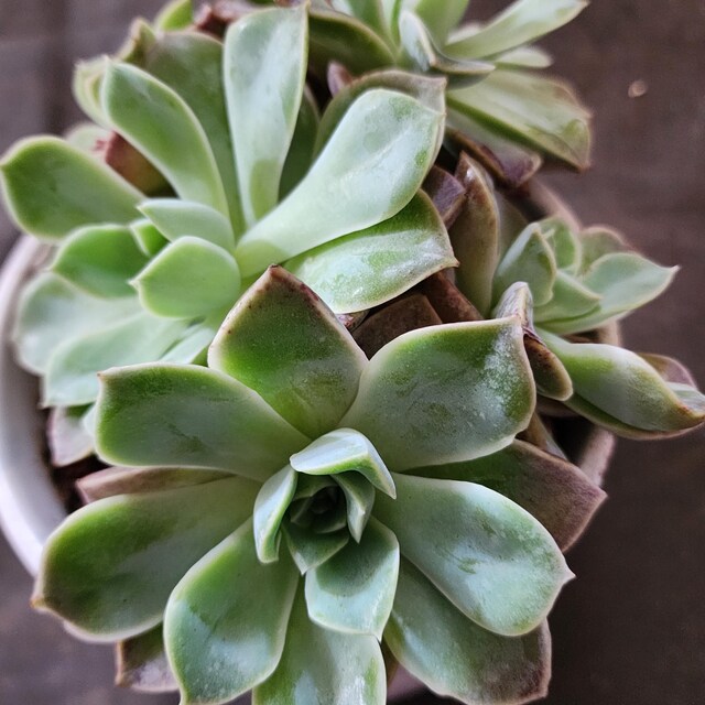 グラプトベリア「ハリー・ワトソン」クラスター、珍しい生きた多肉植物