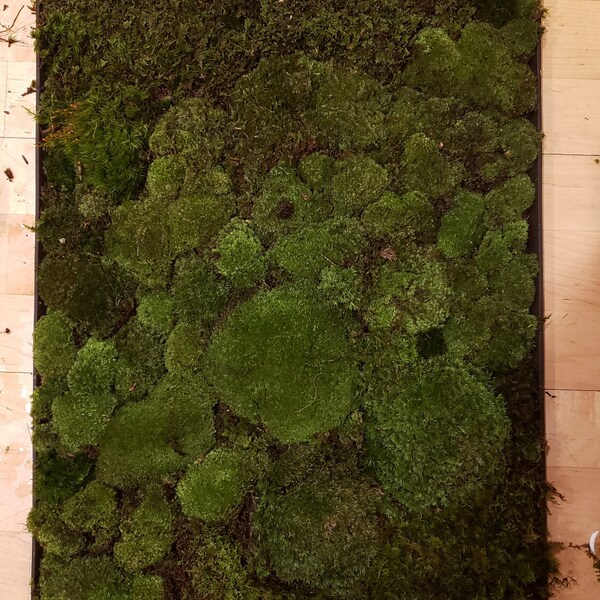 LIVE MOSS, Solid Piece, Large Moss Sheet, 12