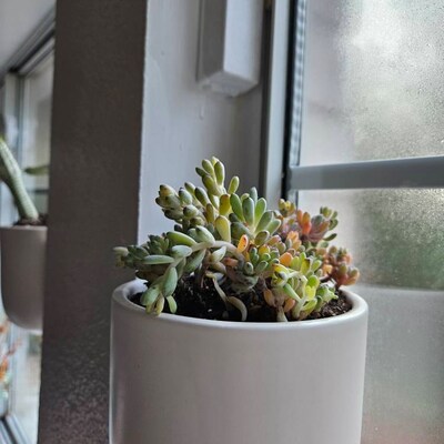Imported Lithops Living Stone Succulent Plant - Etsy