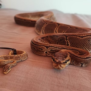 Boga ha añadido una foto de su compra