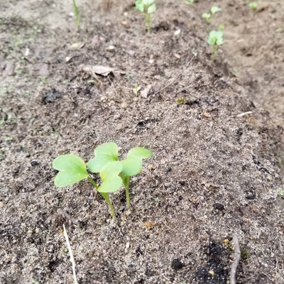 Radish Seeds - Many Varieties | Baker Creek Heirloom Seeds