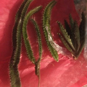 Enrique added a photo of their purchase
