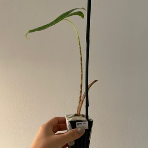 Menji added a photo of their purchase