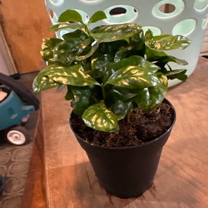 Sarah added a photo of their purchase