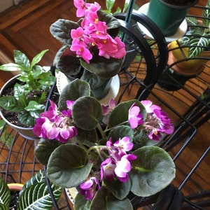 Sergey added a photo of their purchase