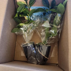 Jason さんが購入した商品の写真を追加しました