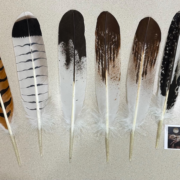 Native American Immature Golden Eagle Hand-painted Feather - Etsy