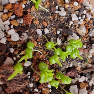 Katie added a photo of their purchase