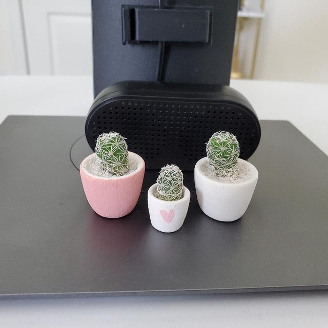 Mini Cactus and Green Circle Mini Planter Lino Mini Cactus Kit