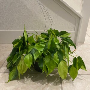 Vago added a photo of their purchase