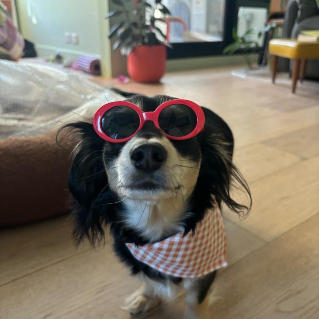 Cat Fashion Glasses Sunglasses Cool Trendy Etsy