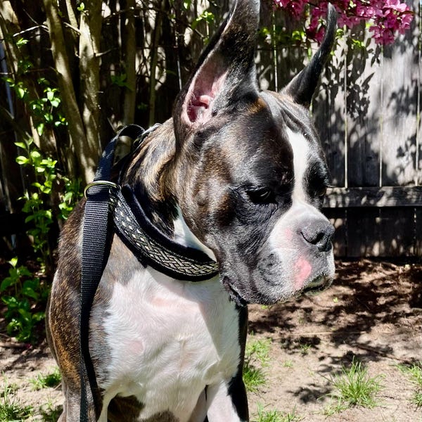 Custom Ribbon Display, Dog Award Ribbon Display Rack, Dog Rosette ...