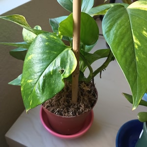 M added a photo of their purchase