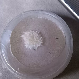 Fabrizio added a photo of their purchase