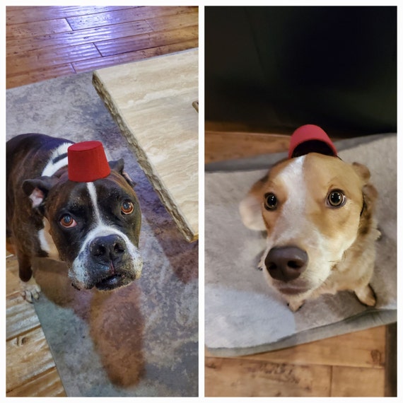 Customer photo of a pet with the Fez Hat mini small pet Cat Dog Hedgehog Vogue