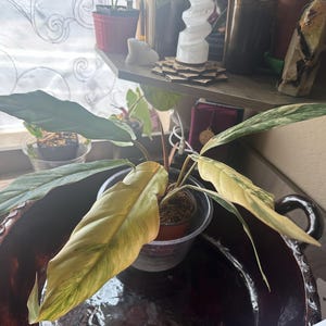 F さんが購入した商品の写真を追加しました