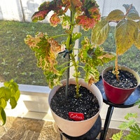 Coleus Samen Vomov Master Blend, lebendige Zierpflanze, seltene Samen