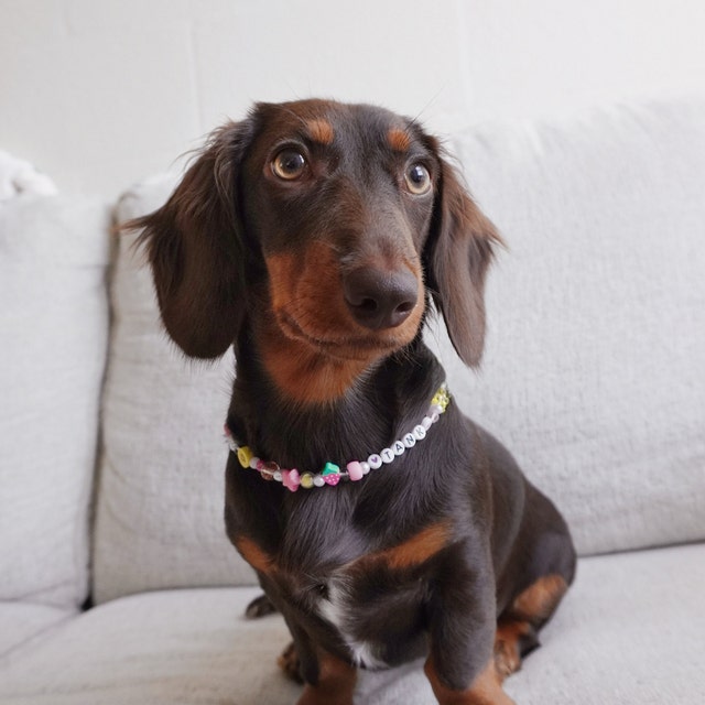 ビーズの犬用首輪：ペットの名前をカスタマイズできるネックレス