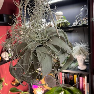 Ruth added a photo of their purchase