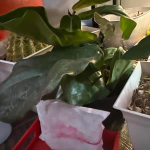 Sandy added a photo of their purchase