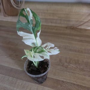 Sara さんが購入した商品の写真を追加しました