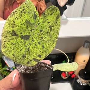 Michelle added a photo of their purchase