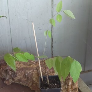 Jaquelyn ha añadido una foto de su compra