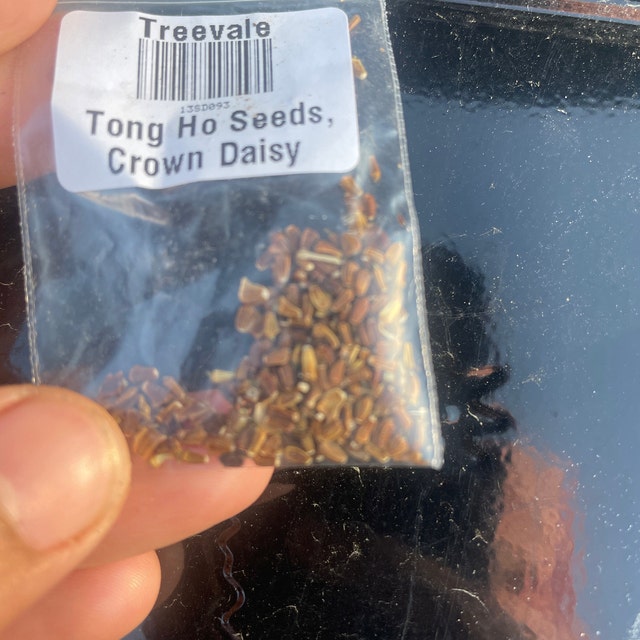 20 Purple Thai Mini Eggplant Seeds – Solanum Macrocarpon, Non-GMO, USA Grown