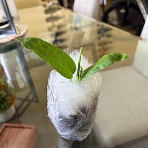 Gia added a photo of their purchase